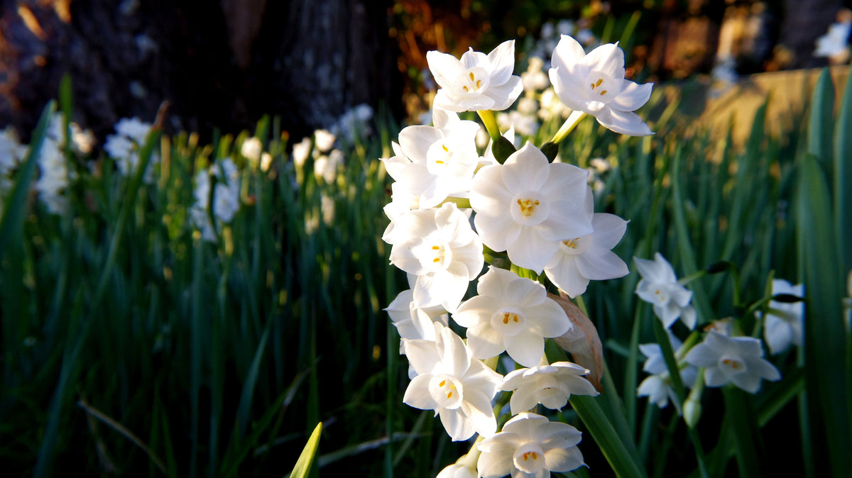 A close-up of a flowering daffodil stem with white trumpet-shaped blossoms and yellow centers, surrounded by green foliage in a sunlit garden setting.