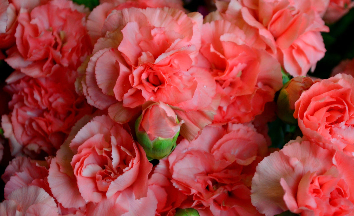 A close-up of vibrant coral pink carnation flowers with ruffled petals and a small green bud nestled in the center.
