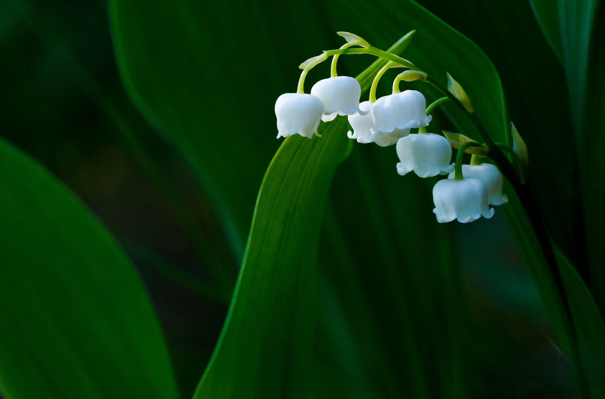 White lily of the valley flowers hanging from a green stem against a dark green leafy background.