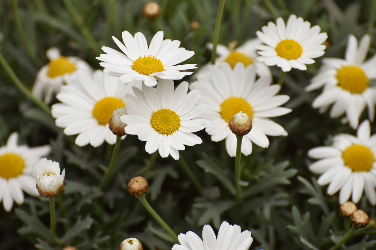 White daisy flowers with bright yellow centers growing among dark green leaves, photographed in a natural outdoor setting.