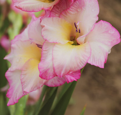 Pink and cream gladiolus flowers with water droplets on their petals, set against a soft, blurred brown and green background.