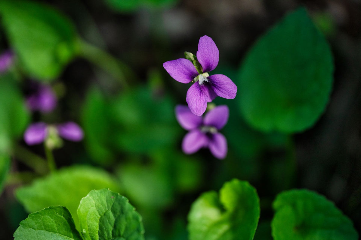 A close-up photograph of small purple viola flowers with green leaves in a natural outdoor setting.