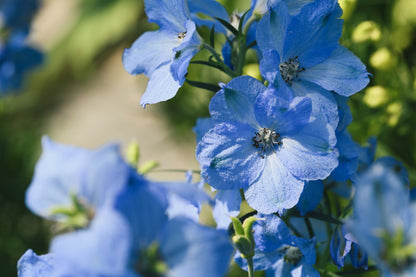 Close-up of bright blue delphinium flowers with green foliage in a garden setting.