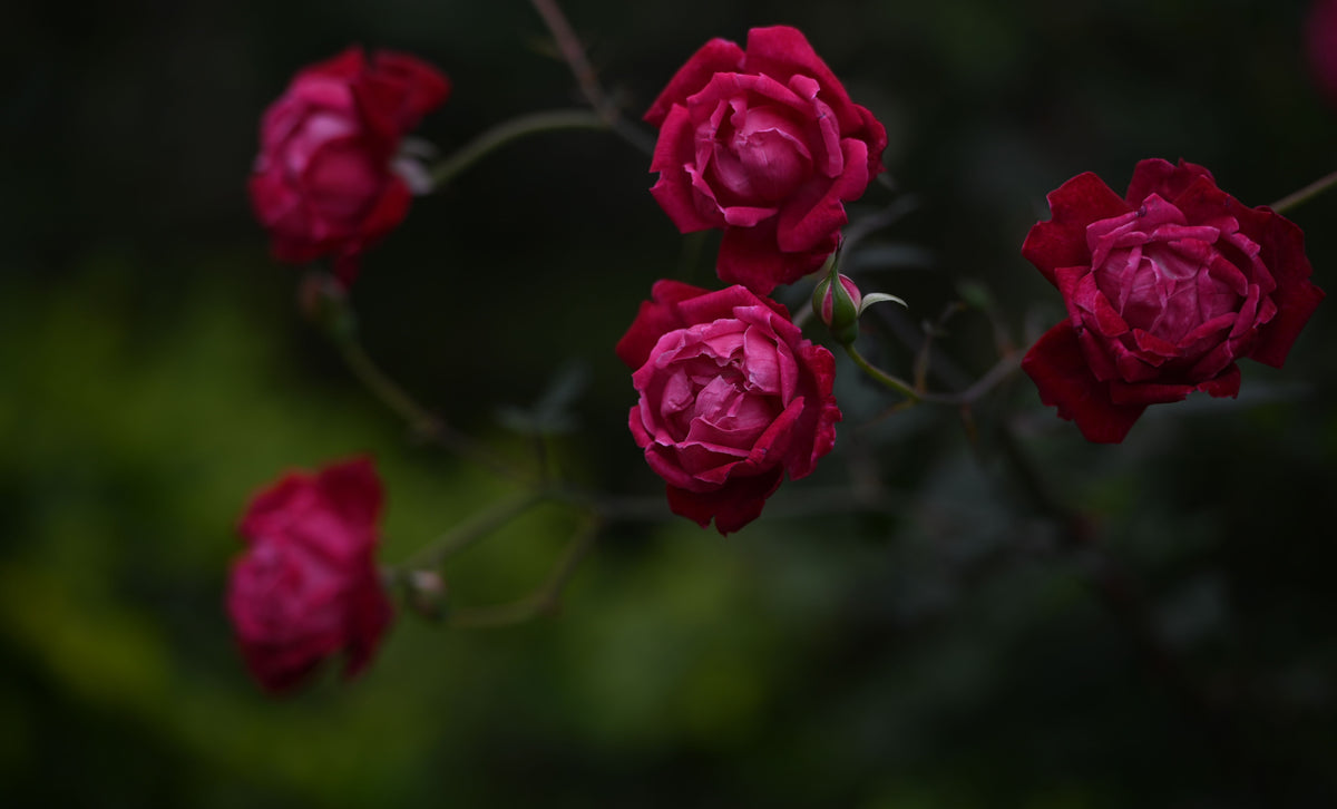 Deep red rose blooms on a dark green vine with blurred foliage in the background.