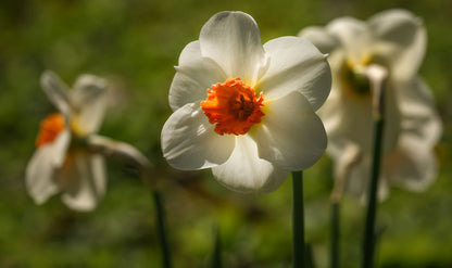A close-up photograph of a white daffodil with a bright orange-yellow center, with other blurred daffodils in a green garden background.
