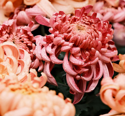Close-up of pink chrysanthemums with dew drops, showing layered petals in shades of coral and rosy pink.