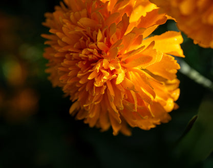 A close-up photograph of a vibrant orange marigold flower in full bloom, with warm sunlight highlighting the delicate petals against a dark, blurred background.