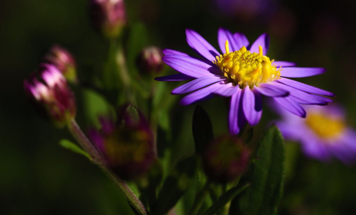 A close-up photograph of a purple aster flower with a bright yellow center, surrounded by green leaves and blurred buds in a natural outdoor setting.